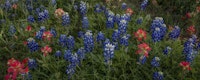 Bluebonnets 1 tapet