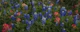 Bluebonnets 2