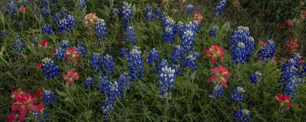 Bluebonnets 2