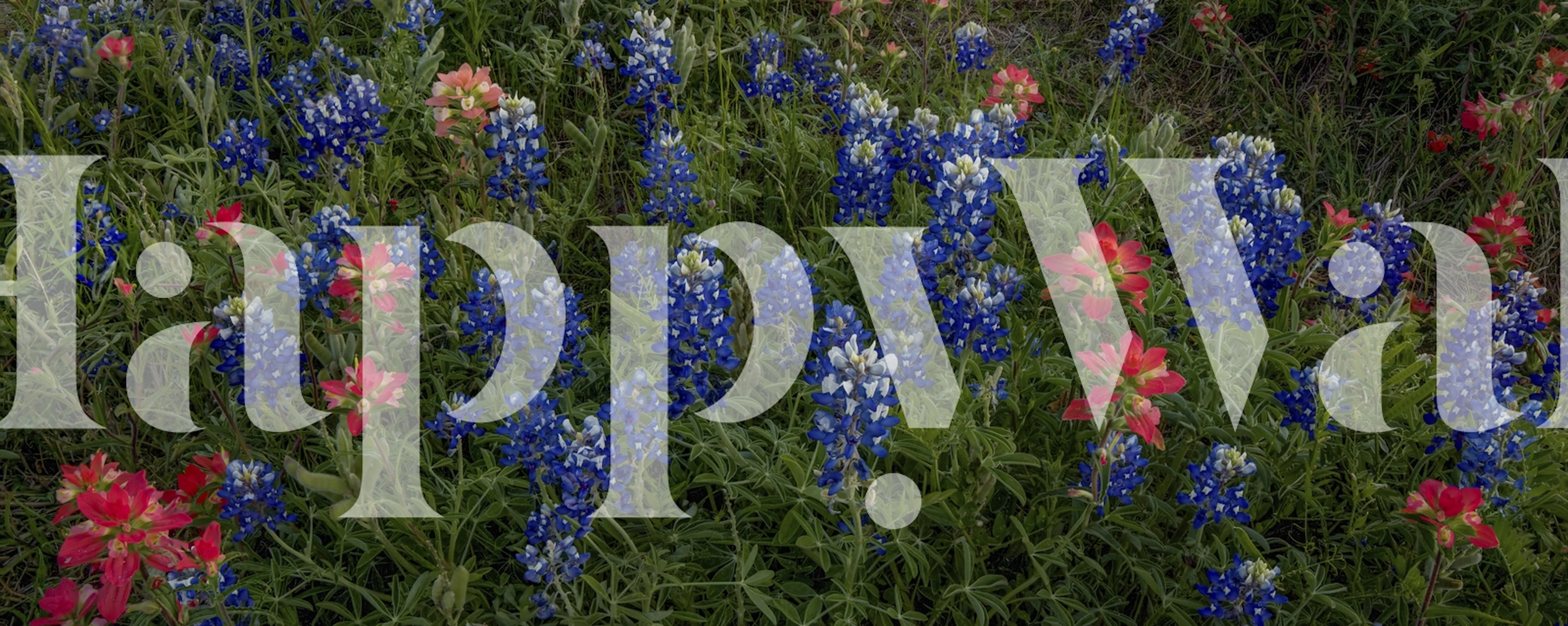 Bluebonnet flowers with pink accents in green foliage wallpaper
