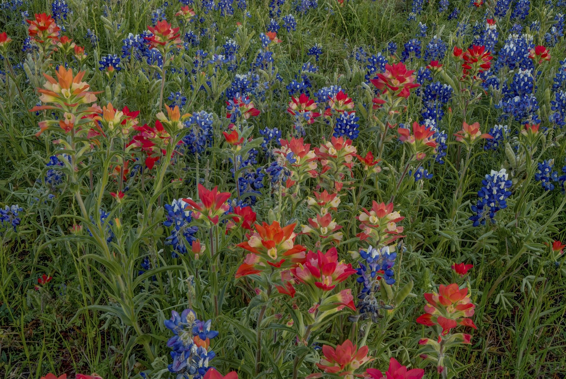 Bluebonnets Indian Paintbrush Wallpaper | Happywall