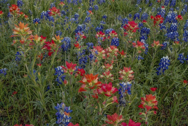 Bluebonnets Indian Paintbrush 1