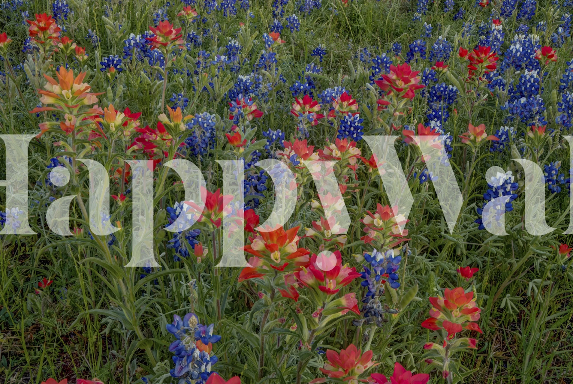 Wibrujące bluebonnets i Indian paintbrush