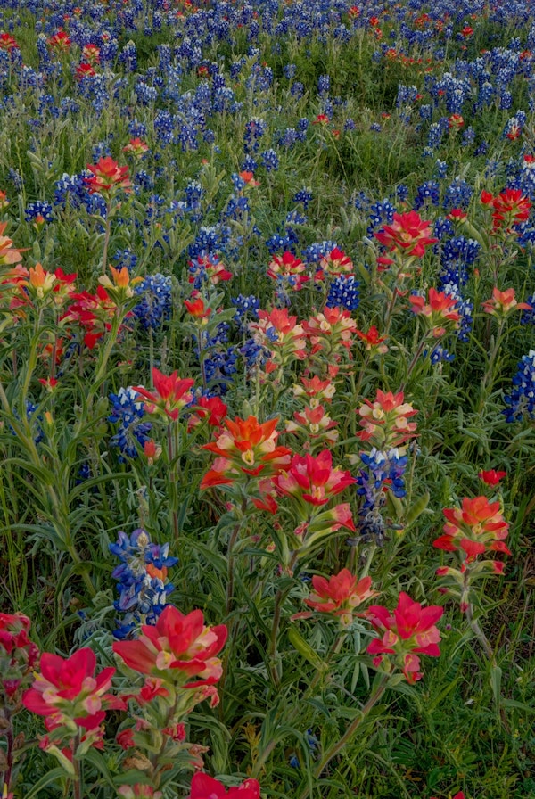Bluebonnets Indian Paintbrush 2