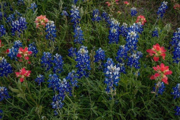 Bluebonnets Indian Paintbrush3