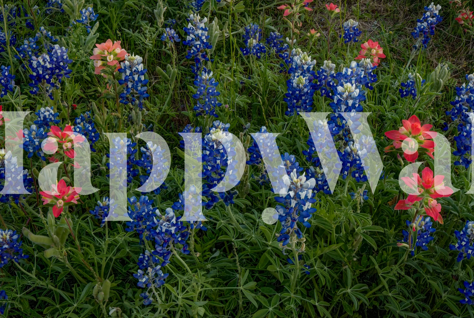 Bluebonnets Indian Paintbrush wallpaper in a room