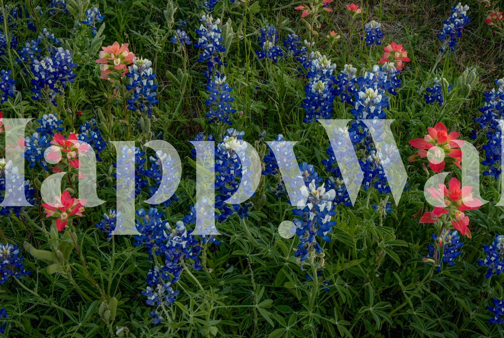 Papel de parede Bluebonnets Indian Paintbrush em um quarto