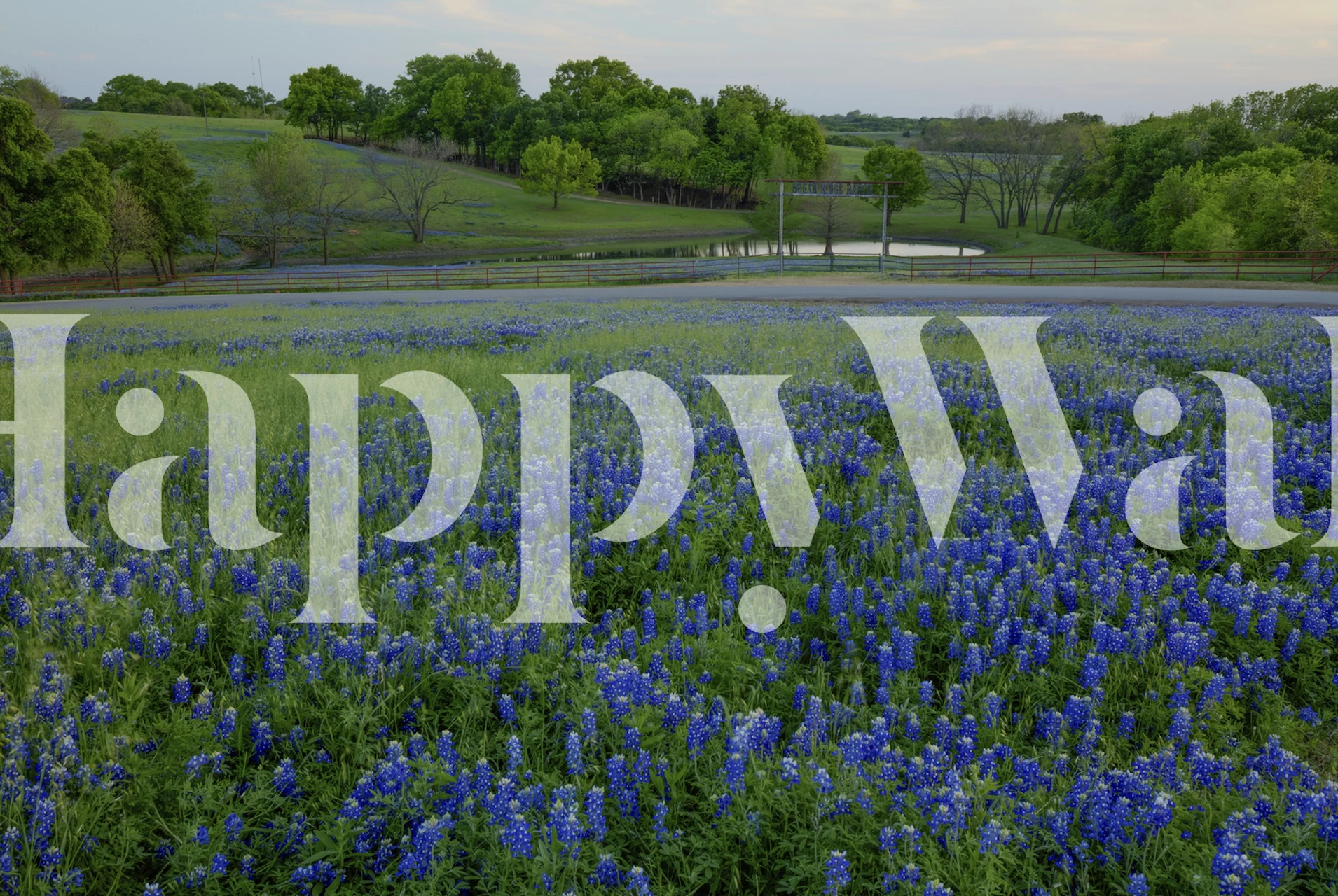 Lummiga gröna kullar och bluebonnets fototapet på Sugar Ridge Ranch