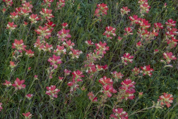 Indian Paintbrush