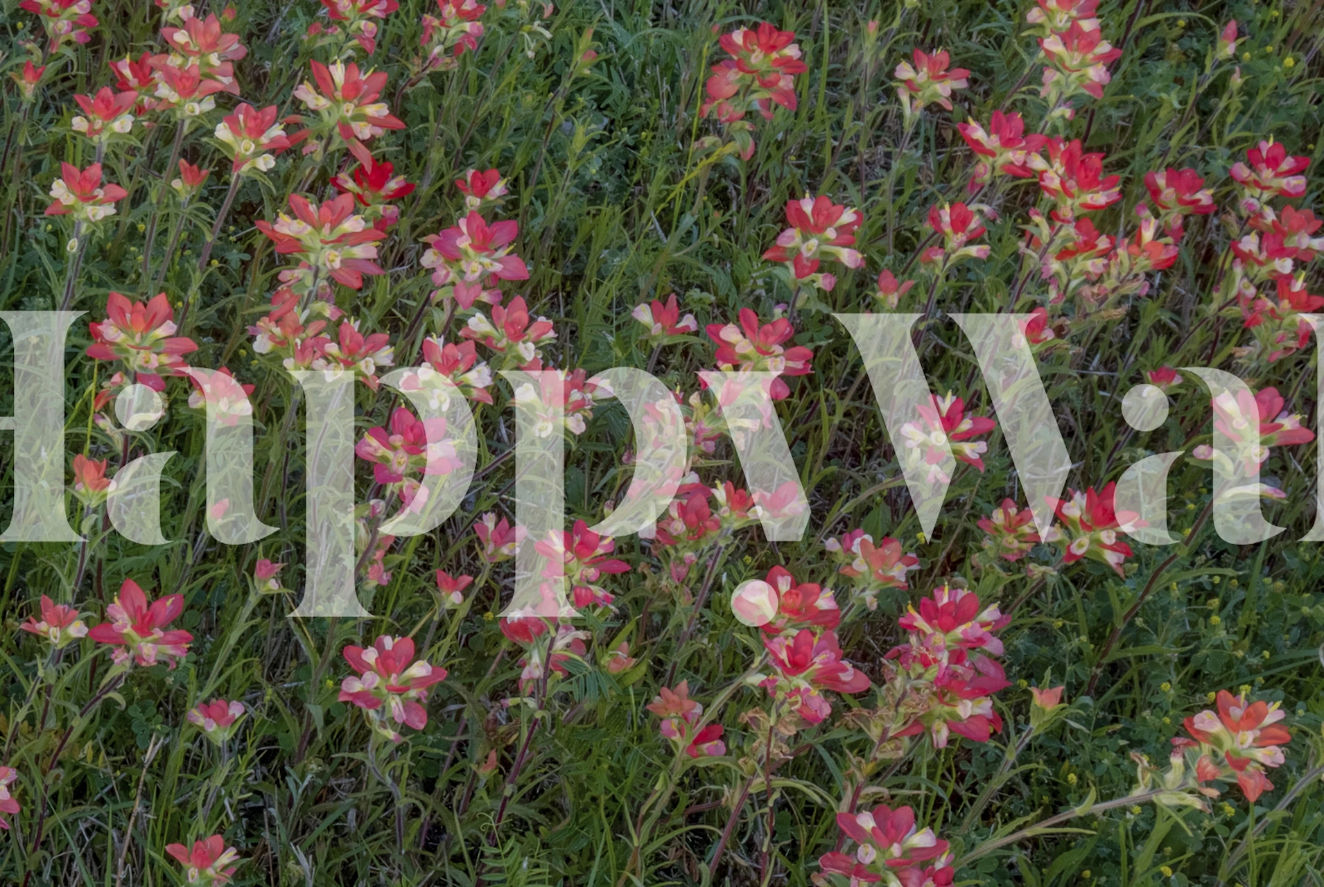 Indian Paintbrush flowers wall mural with red-orange blossoms amidst green foliage