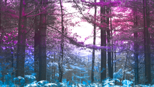 Bright Colorful Forest