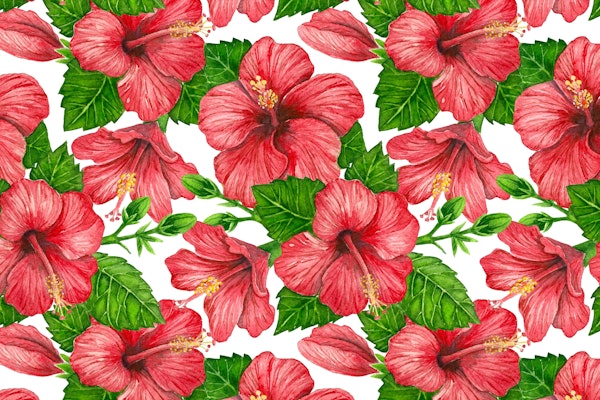 Red hibiscus watercolor