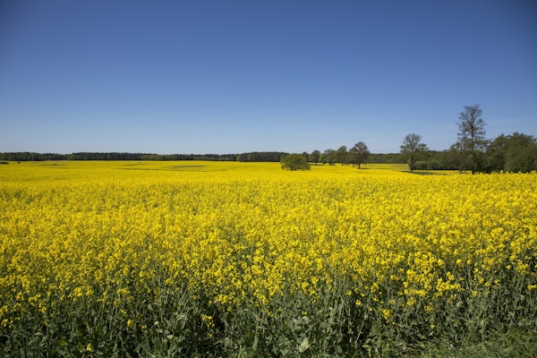 Rapeseed Fields In Germany