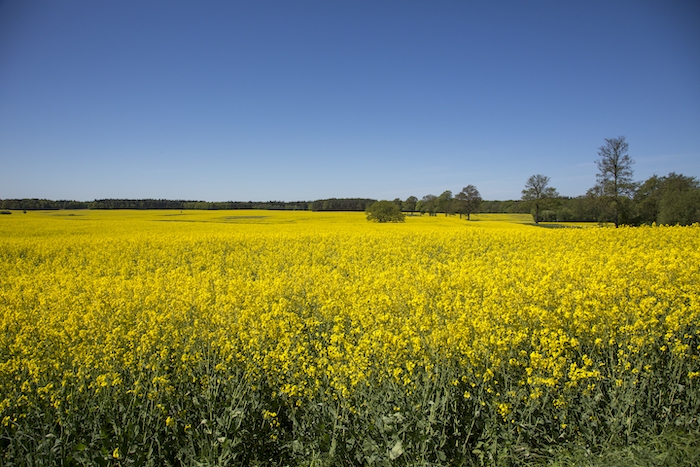 Rape Fields in Germany Wallpaper - Stunning Landscapes at Happywall