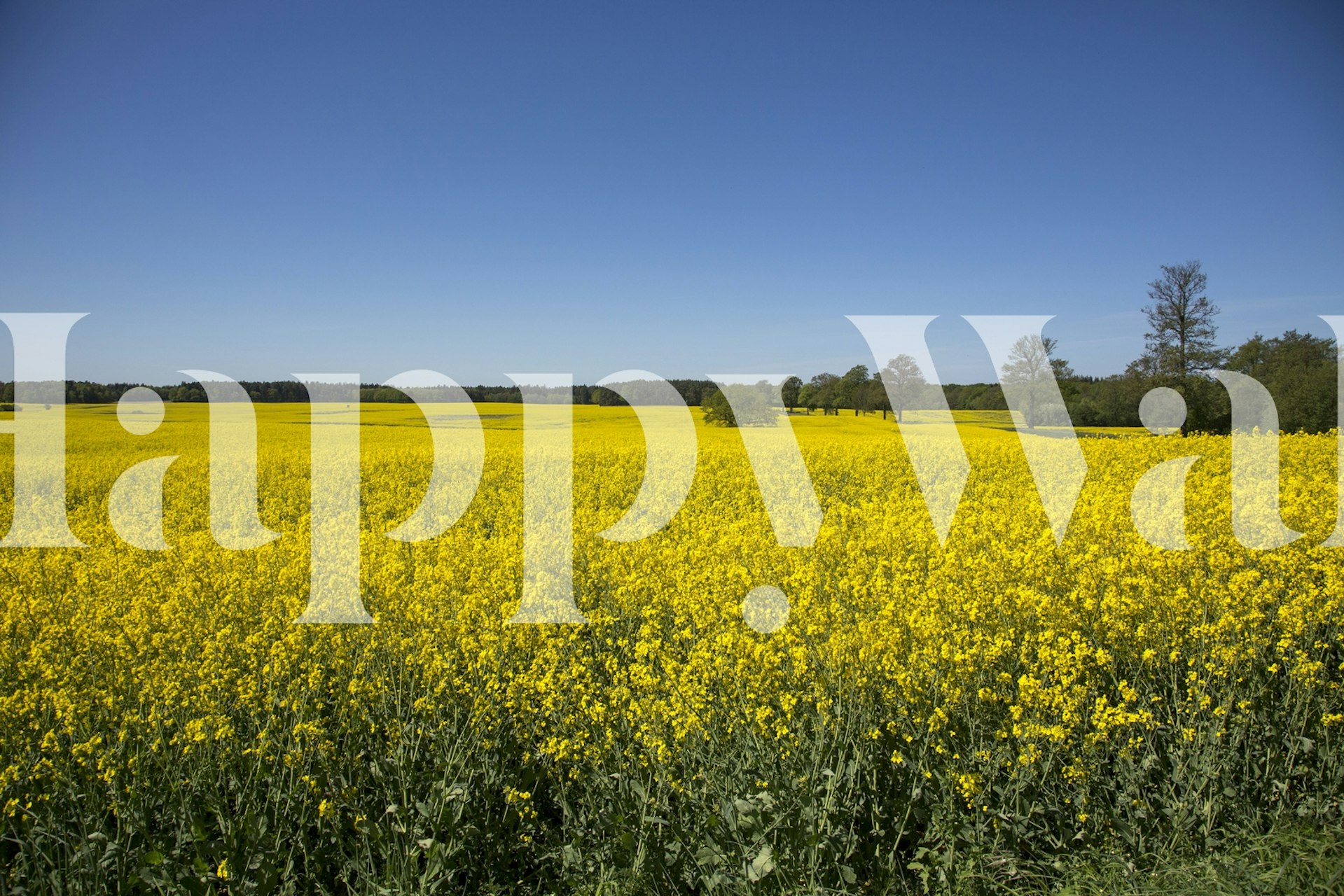 Rapeseed fields wallpaper design
