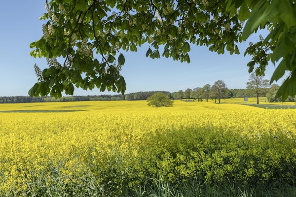 Rapeseed Fields In Germany 2