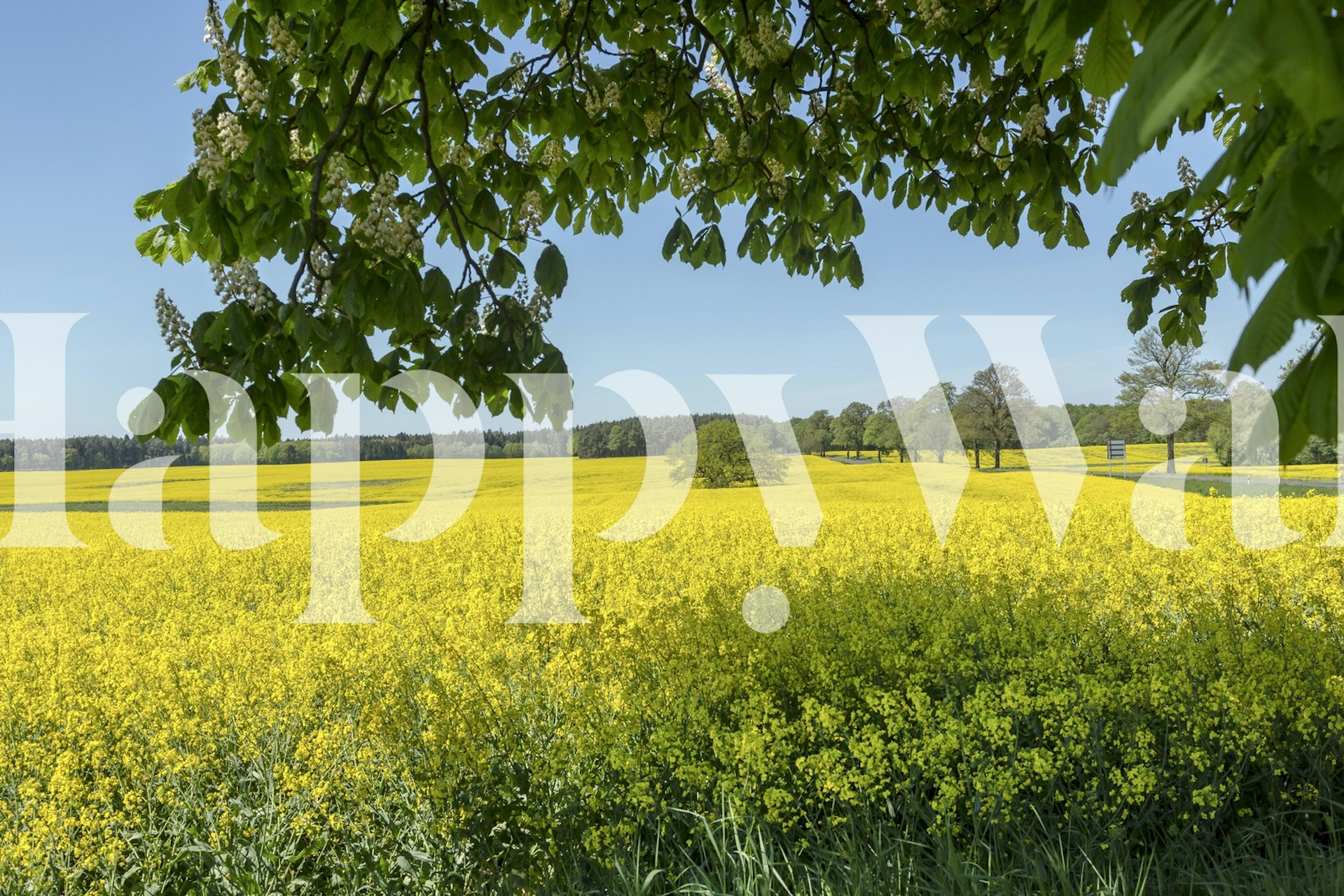 Rapeseed Field with lush green trees and clear blue sky wall mural