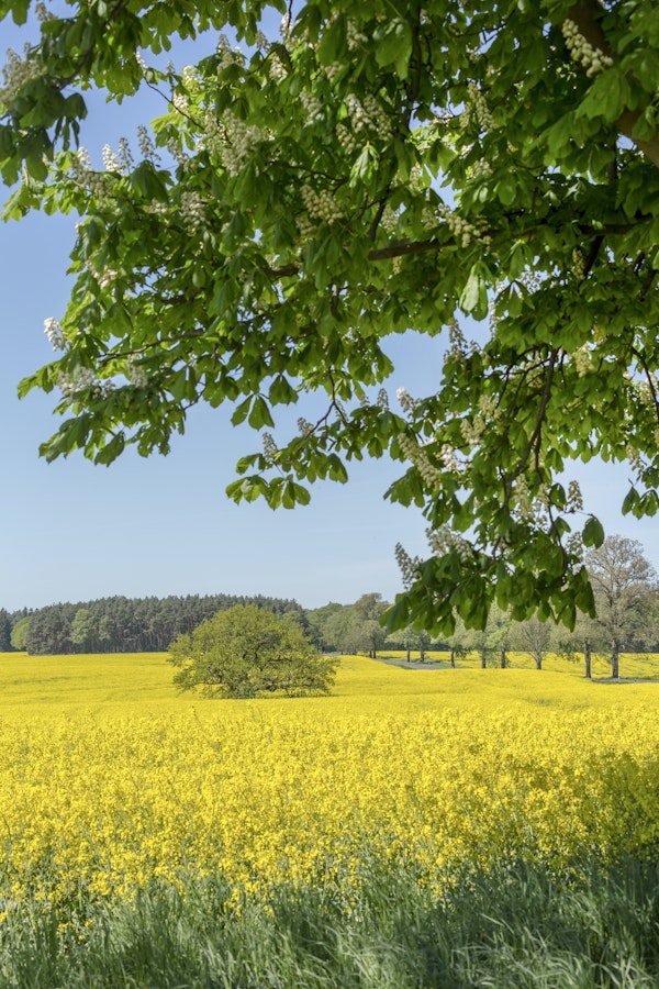 Rapeseed Fields In Germany 3