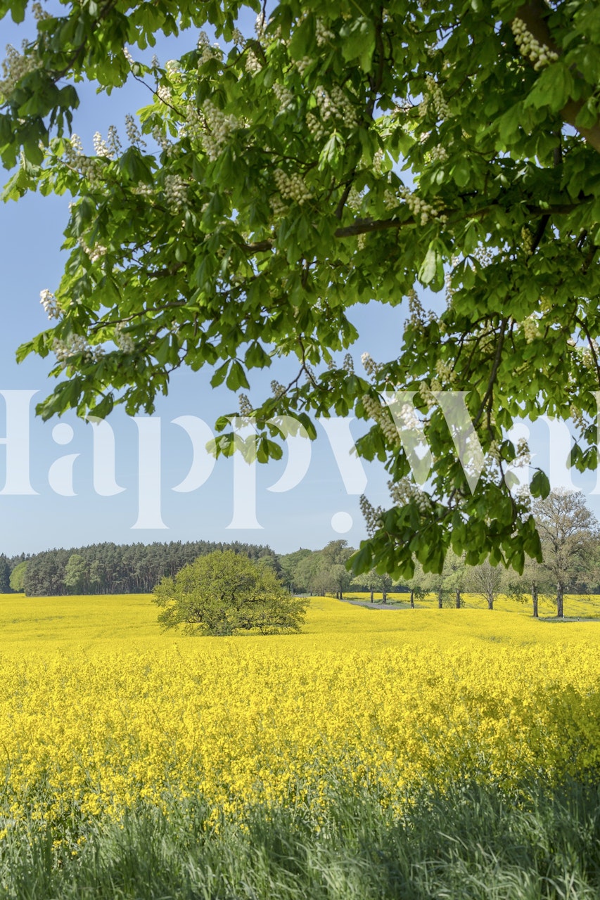 Rapeseed fields wallpaper in a room