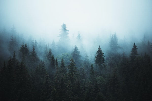 Misty forest IV