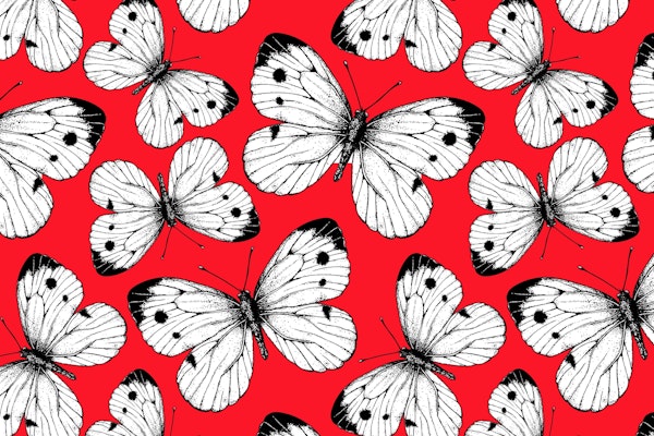 Cabbage butterfly pattern 2