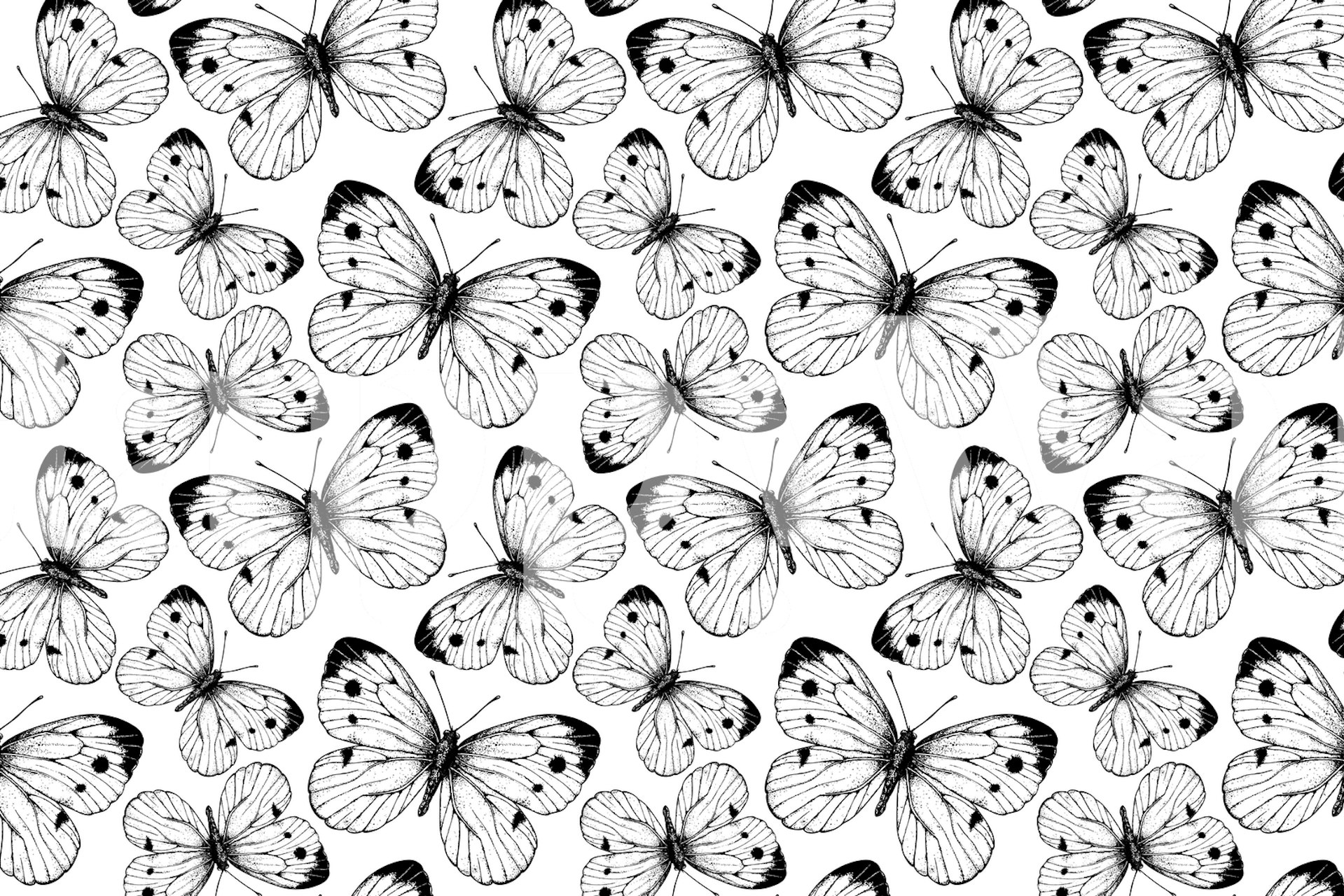 Black and white butterfly pattern wallpaper with intricate designs