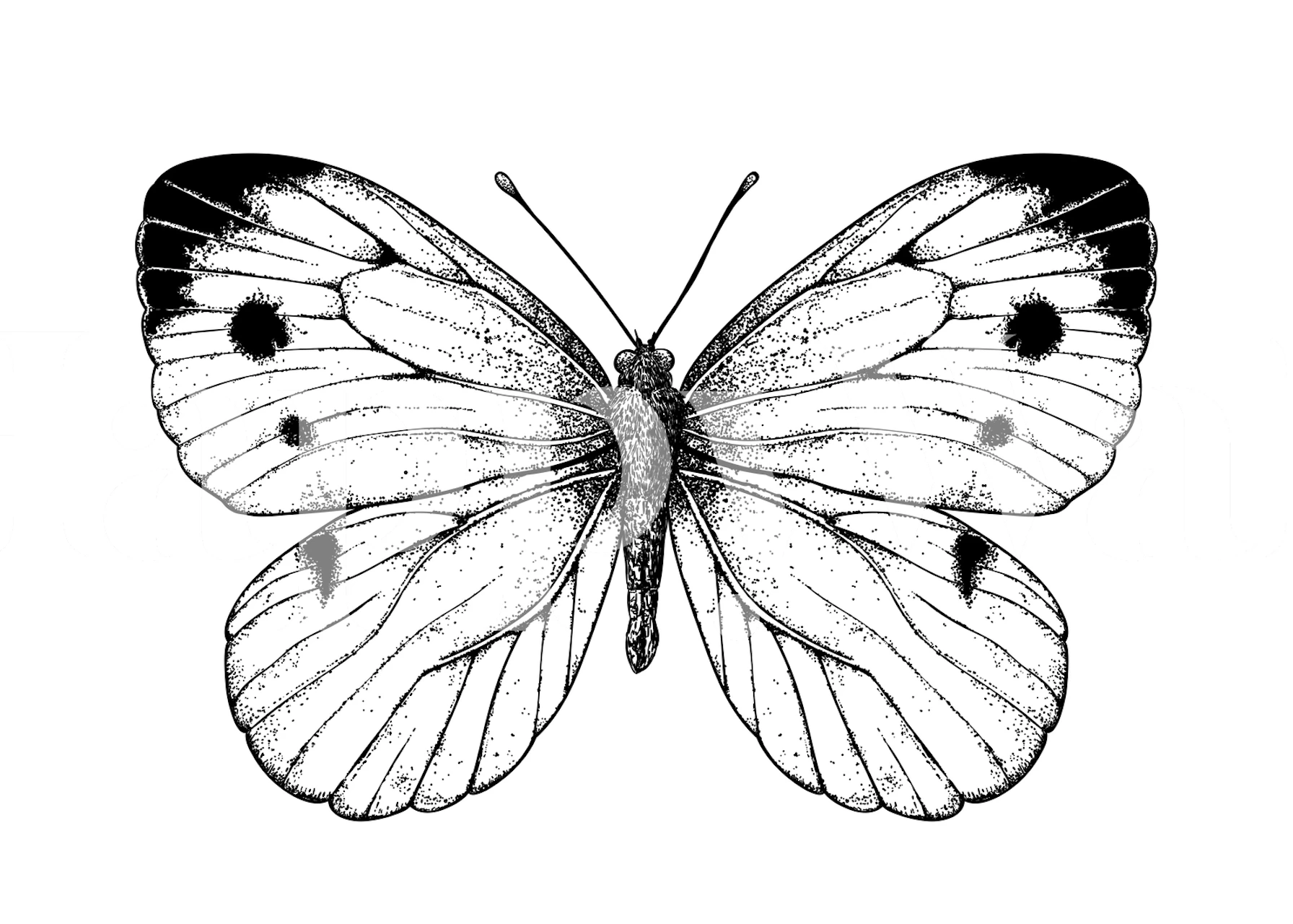Detailed black and white butterfly illustration wallpaper