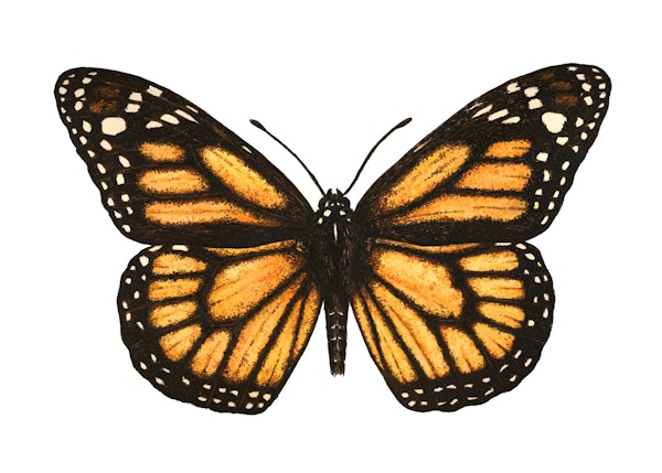 Monarch butterfly