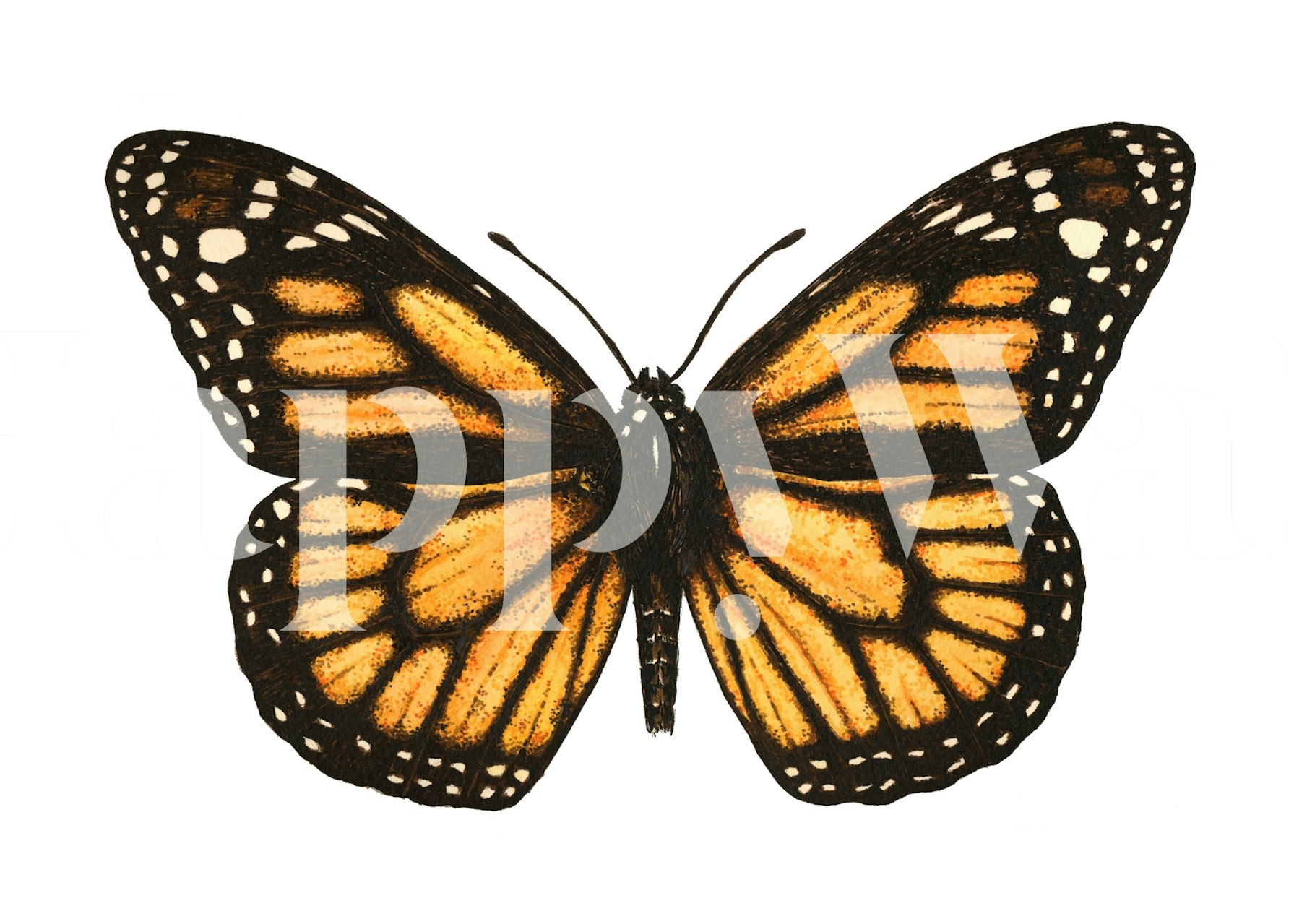 Monarch butterfly tapettisuunnittelu