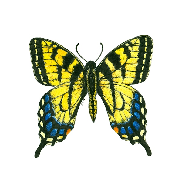 Tiger swallowtail butterfly