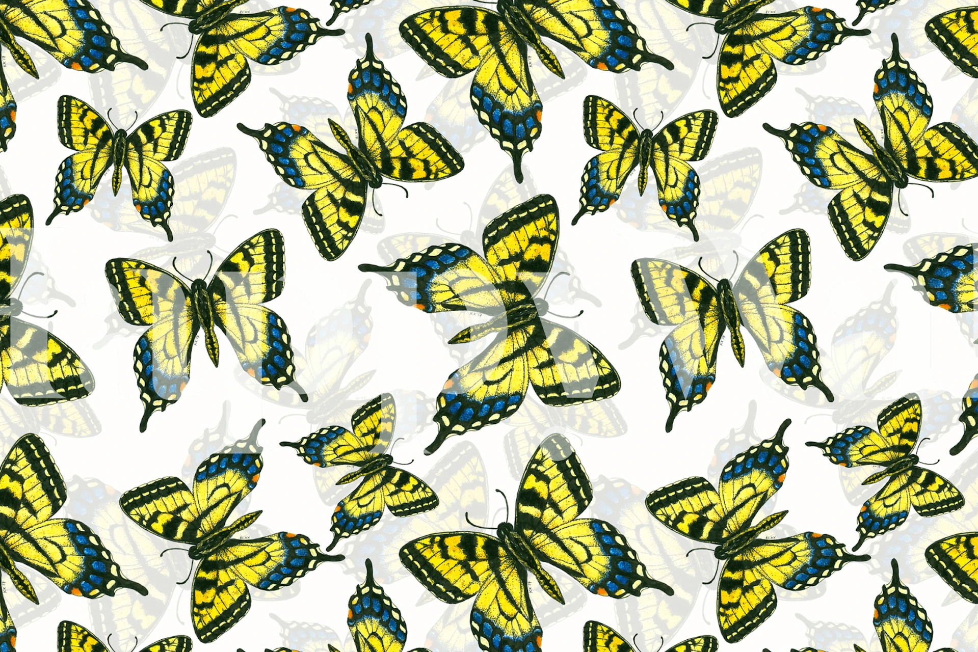 Yellow tiger swallowtail butterflies on a white background wallpaper