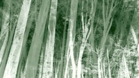 Soft Dark Green Forest papiers peint