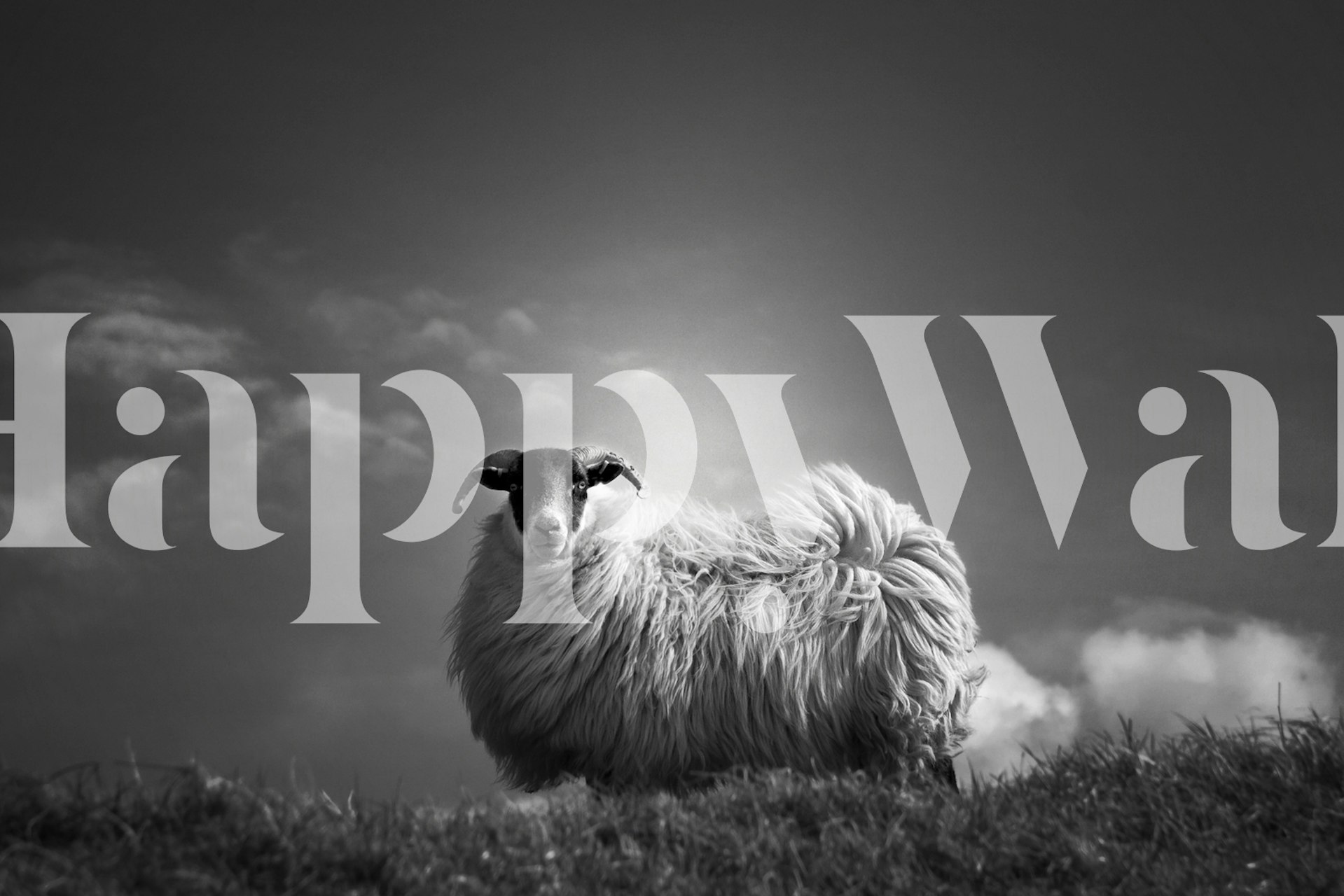 Black and white sheep on grassy field wallpaper