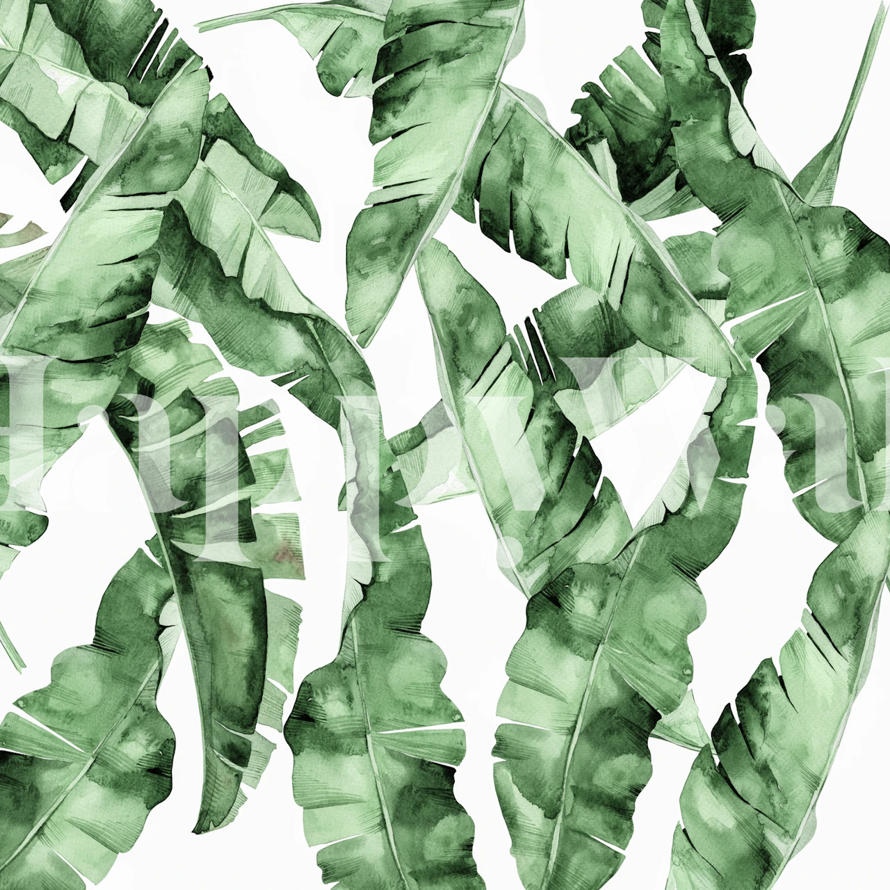 Tropical green banana leaves on a light background wallpaper