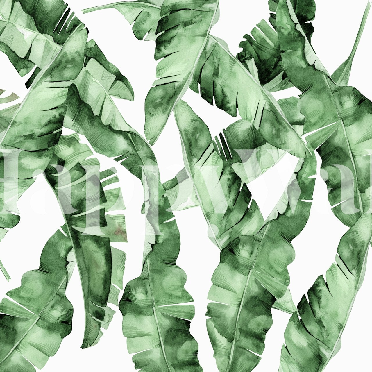 Tropical green banana leaves on a light background wallpaper