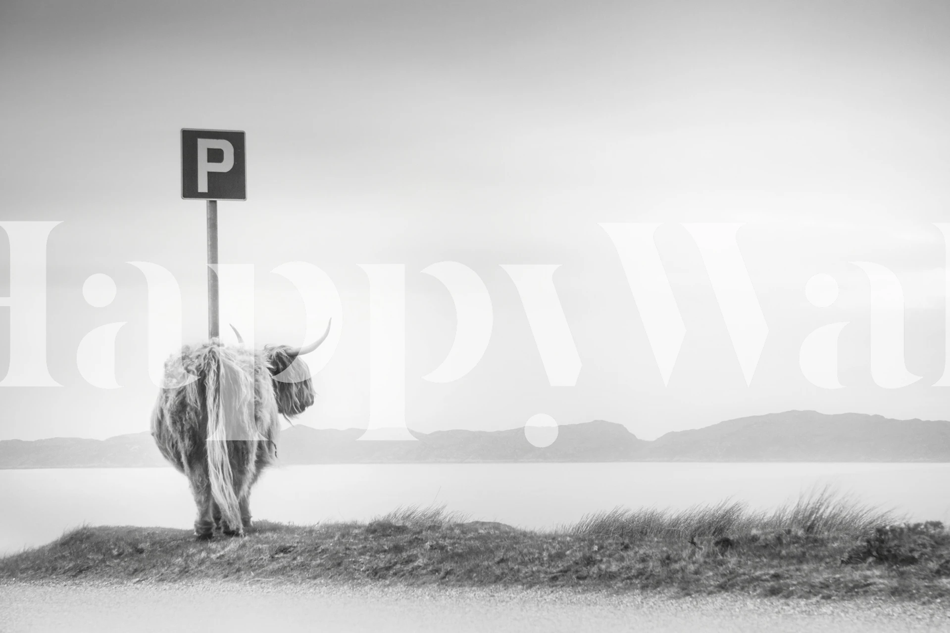 Highland cow silhouette against a parking sign, monochrome wallpaper