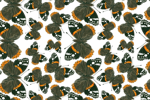 Red admiral butterfly