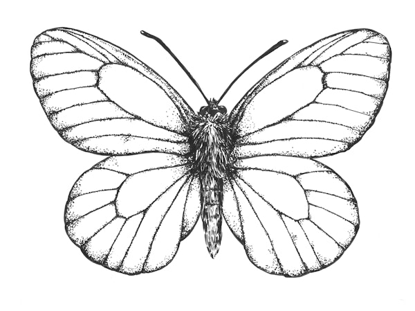 Black- veined butterfy