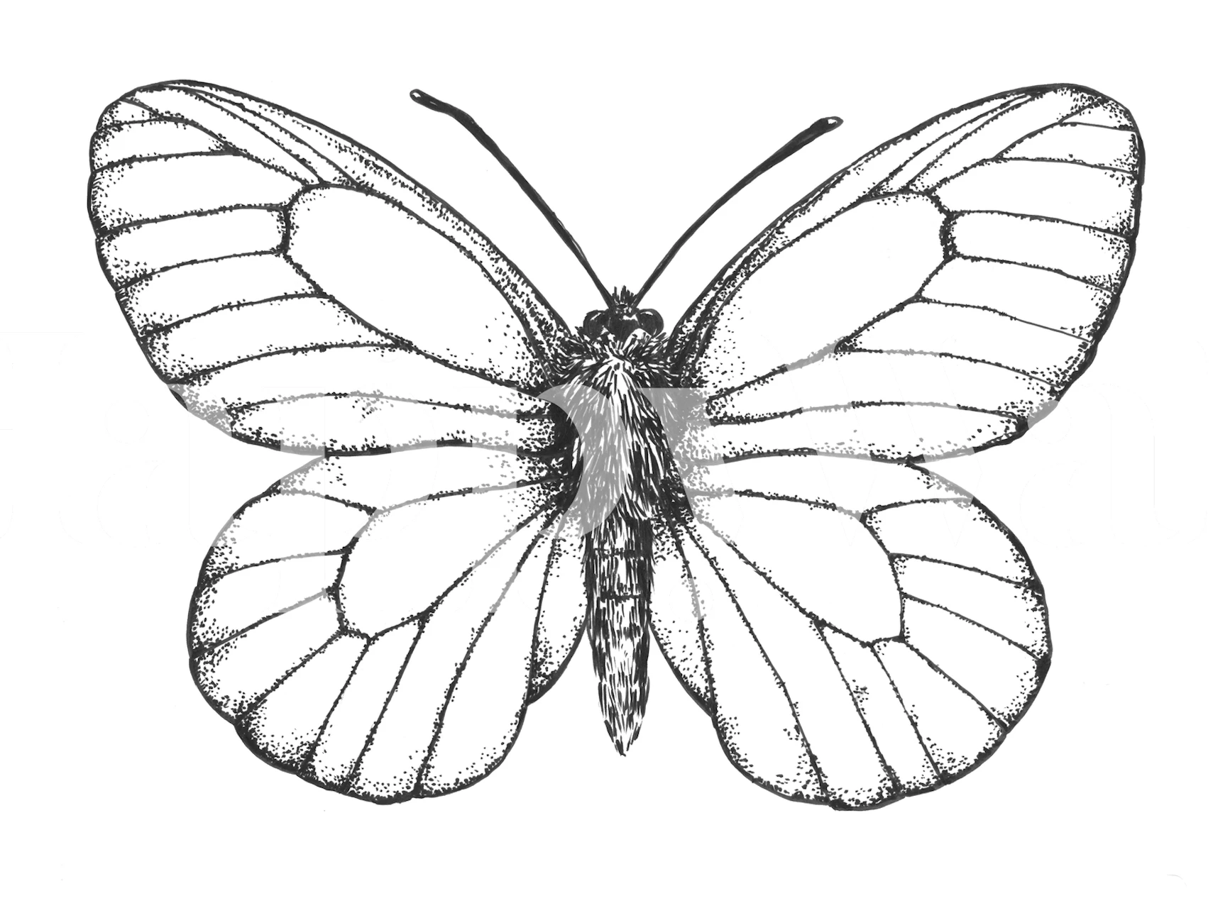 Black and white butterfly illustration wallpaper