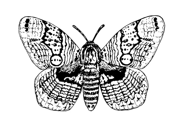 Brahmin moth drawing