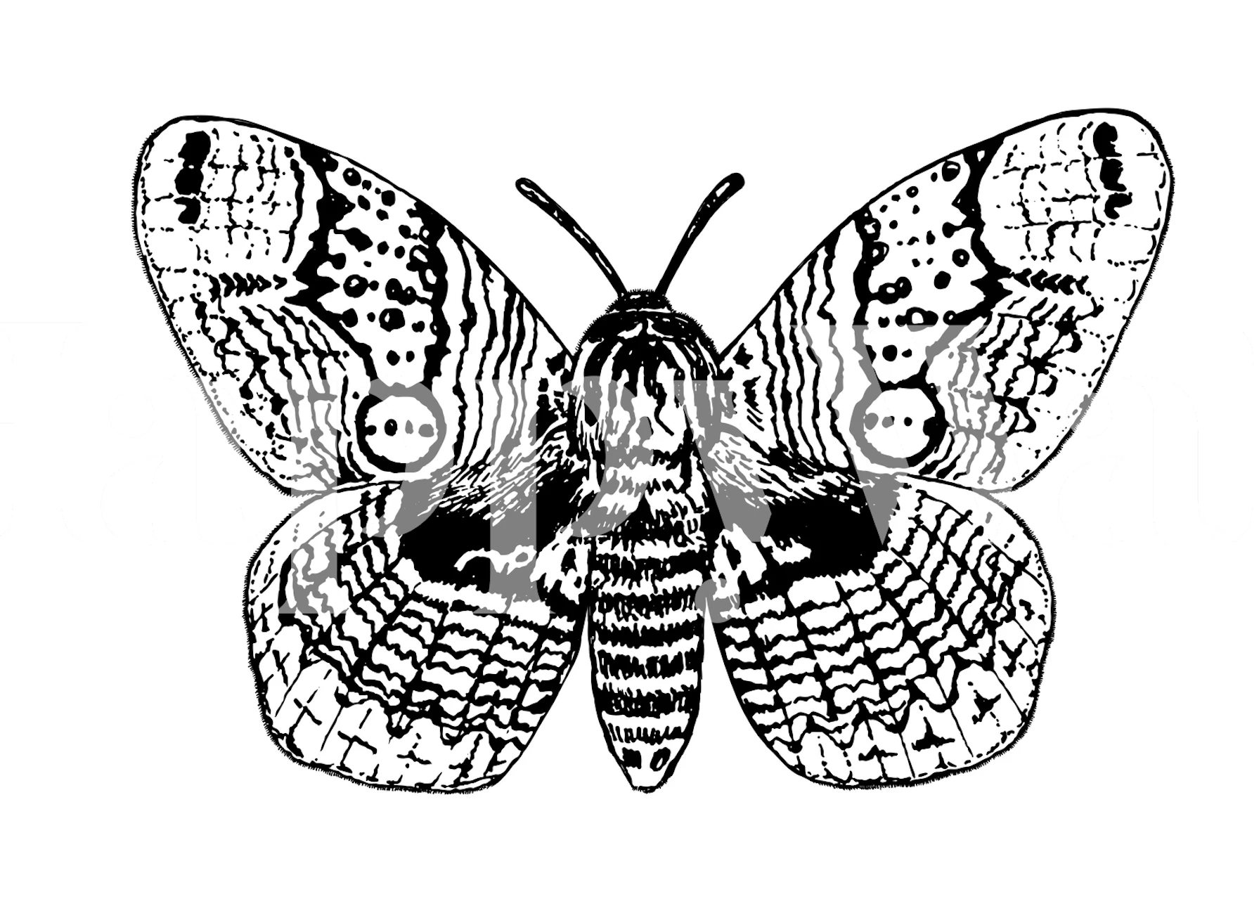 Brahmin moth drawing wallpaper in a room