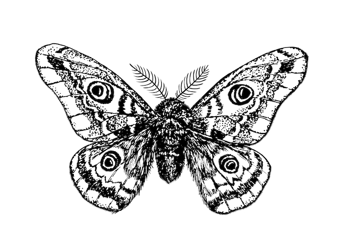 Emperor Moth Drawing Wallpaper - Happywall