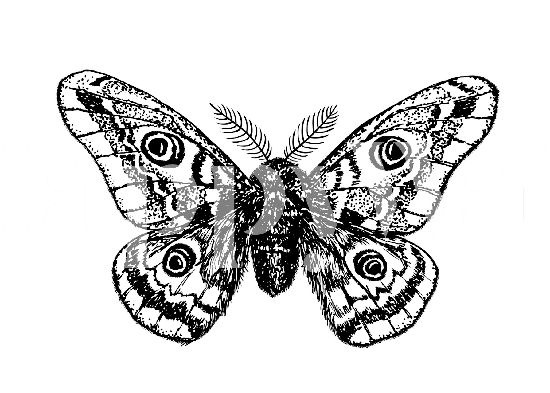 Detailed black and white emperor moth illustration wallpaper