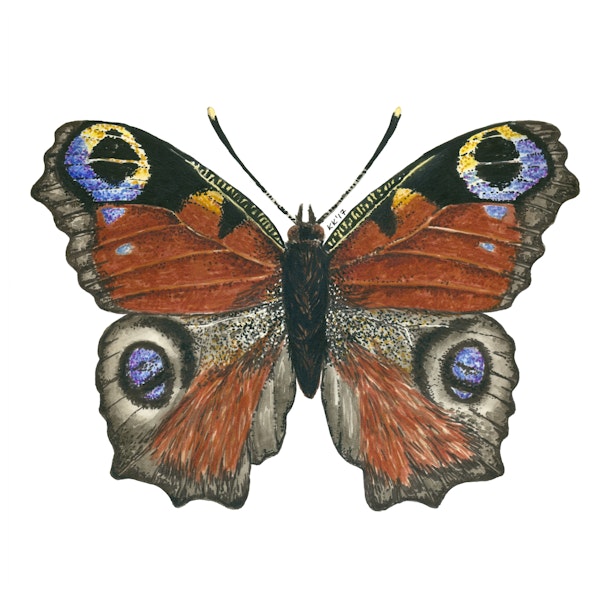 Peacock butterfly