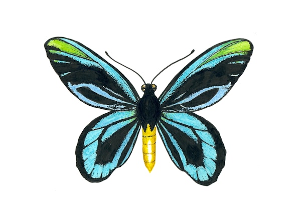 Queen Alexandras birdwing