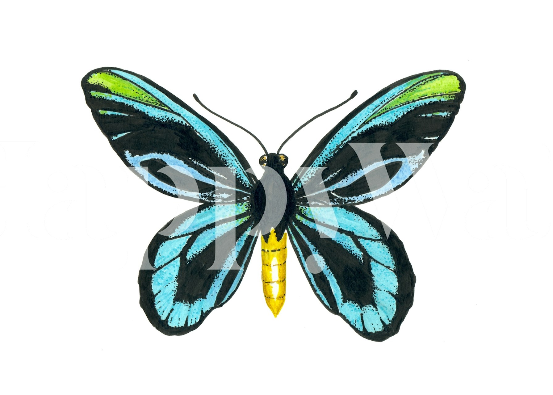 Queen Alexandras butterfly with blue and green details wallpaper