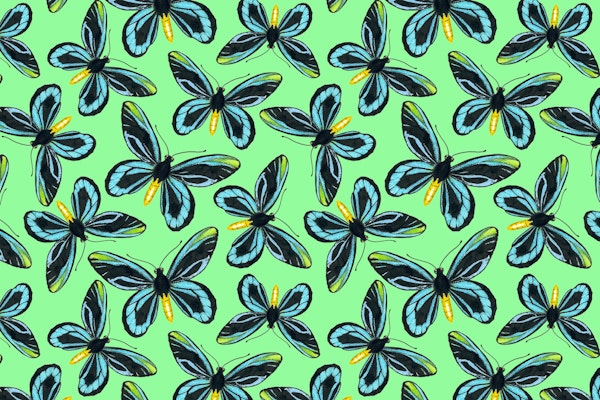 Queen Alexandra birdwing