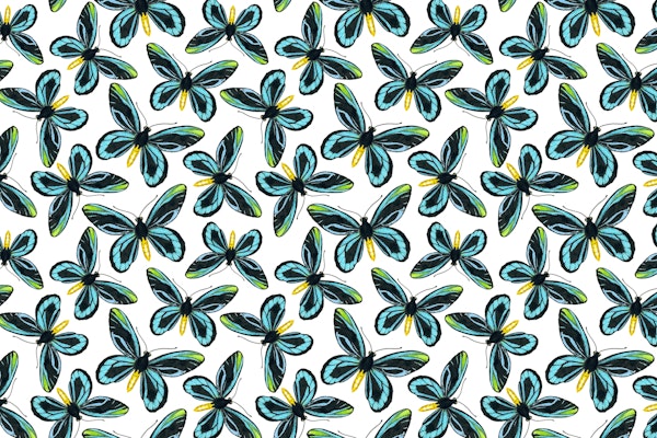 Queen Alexandra birdwing 2