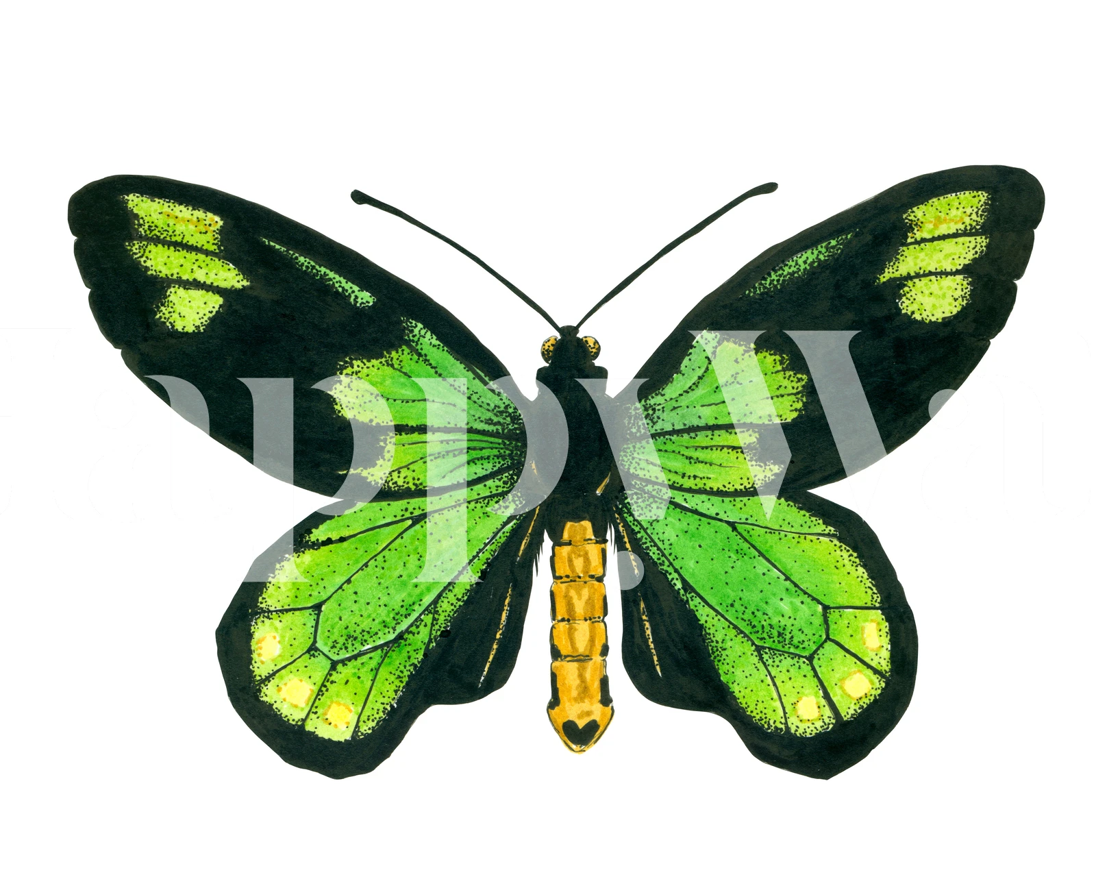 Queen Victoria birdwing wallpaper in a room