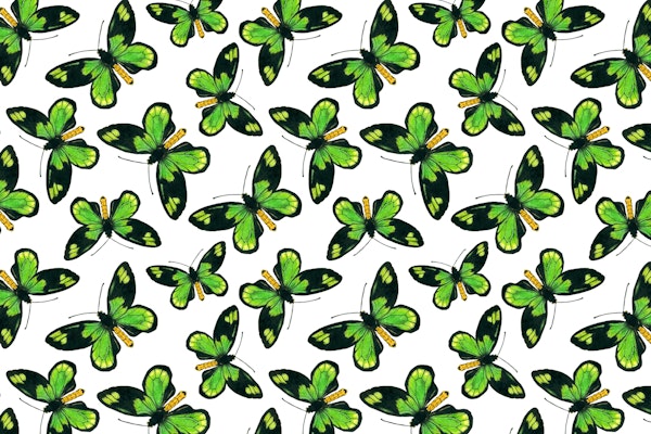 Queen Victoria birdwing 3